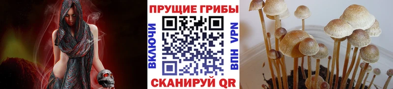 Галлюциногенные грибы мицелий  Купить закладки  Правдинск 